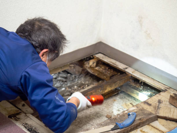 Best Mold Cleaning Services  in Mcnary, AZ