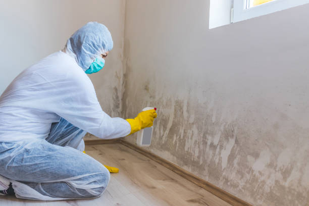 Mold Removal Process in Mcnary, AZ