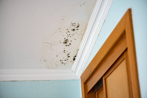 Best Black Mold Removal  in Mcnary, AZ