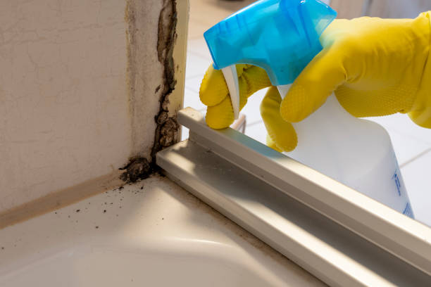 Best Home Mold Removal  in Mcnary, AZ