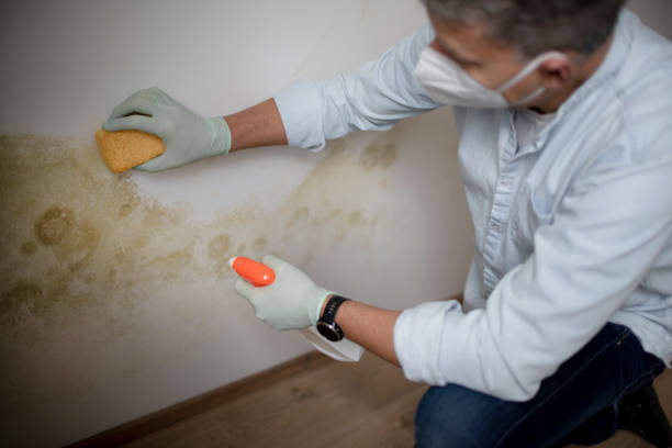 Professional Mold Removal in Mcnary, AZ