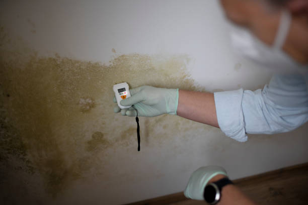 Best Mold Damage Repair  in Mcnary, AZ