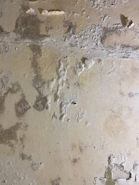 Best Mold Testing  in Mcnary, AZ