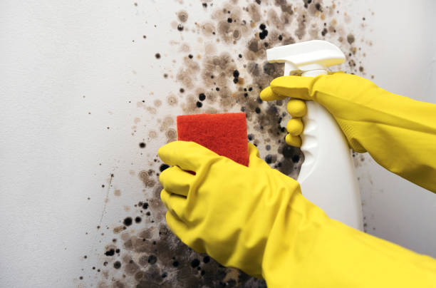 Best Water Damage Restoration  in Mcnary, AZ