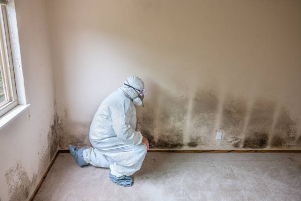 Best Mold Removal Near Me  in Mcnary, AZ